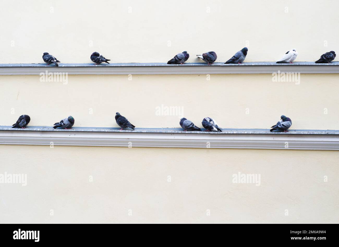 Gregge di piccioni seduti sulla sporgenza dell'edificio Foto Stock