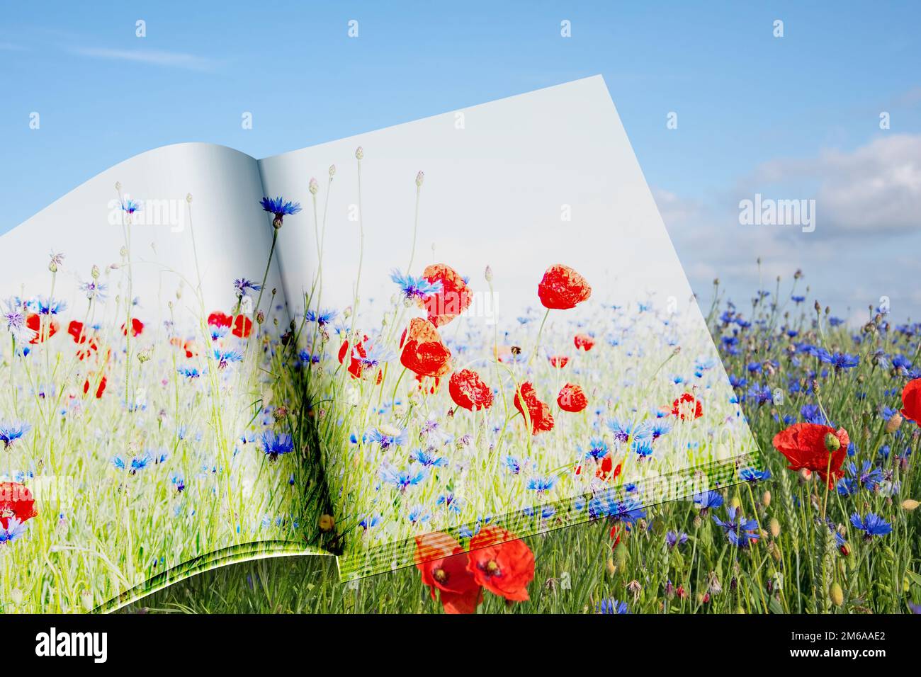 Fiori selvatici e un libro aperto al bordo di un campo in estate, 3-D illustrazione Foto Stock