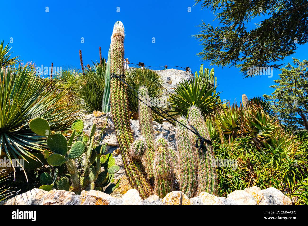 Eze, Francia - 1 agosto 2022: Giardino botanico esotico le Jardin de Exotique in cima alla collina del castello fortezza nella città storica di Eze a Azure Cosast Foto Stock