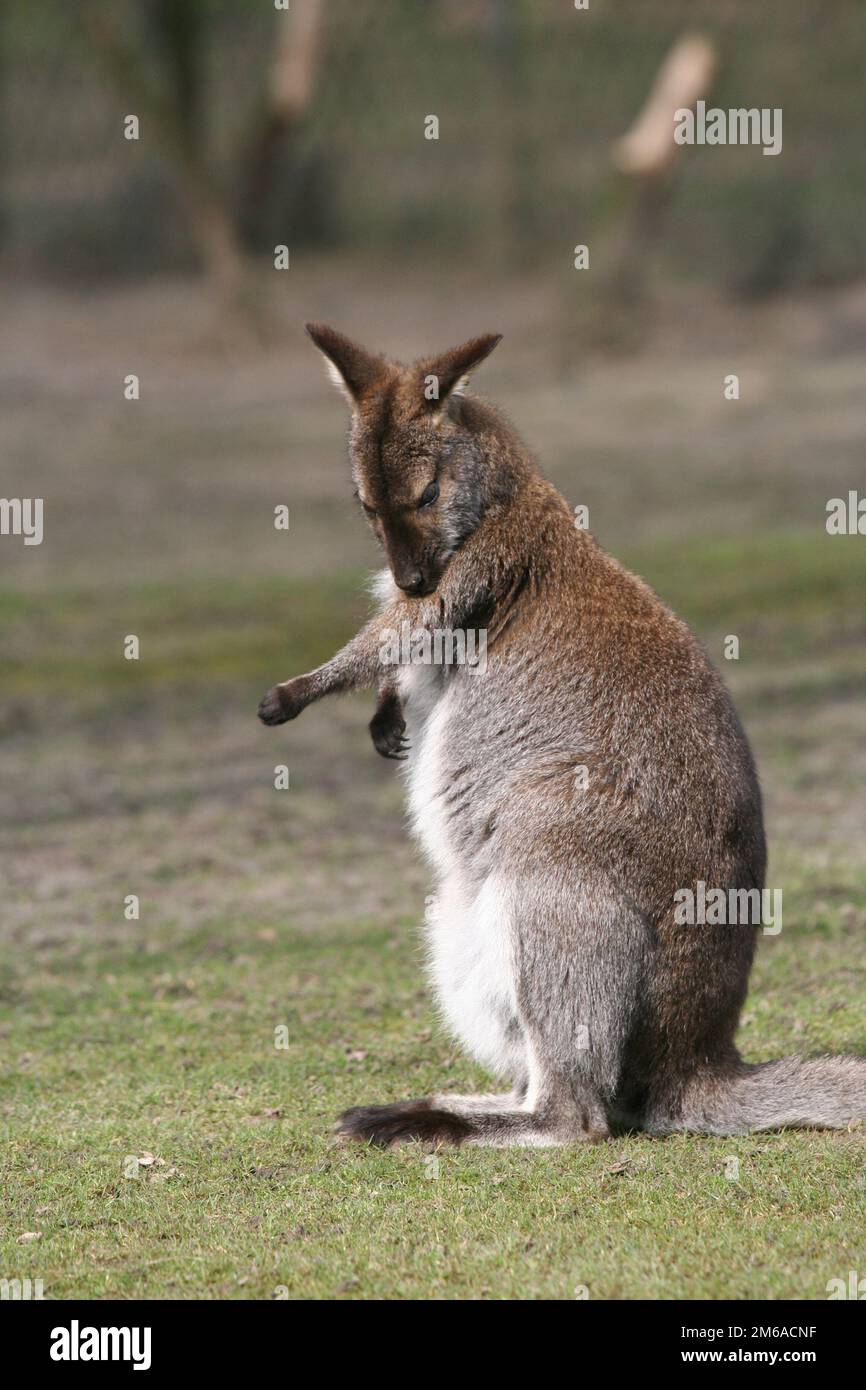 Kangaroo fare bodycare Foto Stock