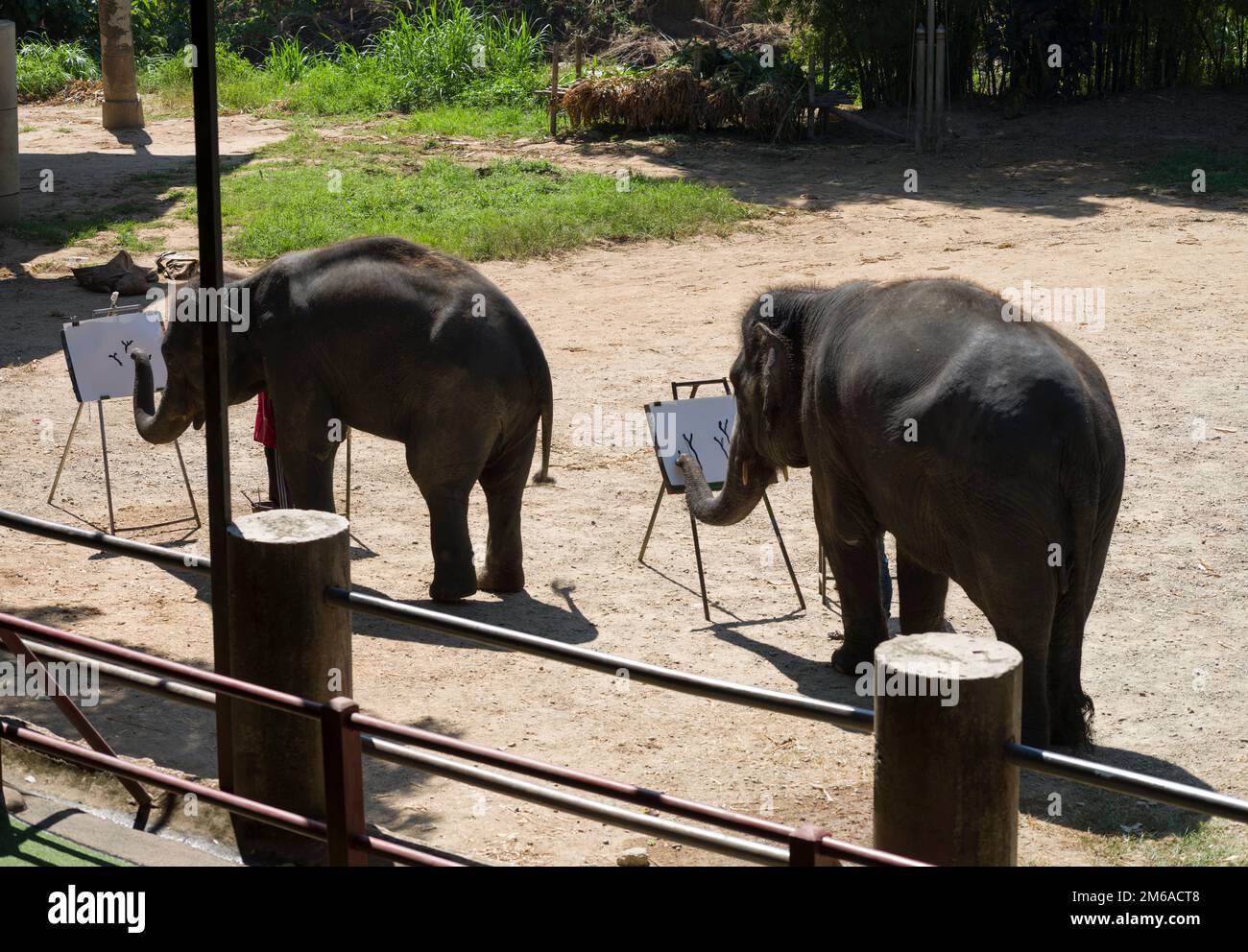 Chiang mai, Thailandia. 13 novembre 2022: Spettacolo di elefanti al Mae SA Elephant camp.Elephants pittura. Thailandia del Nord Foto Stock