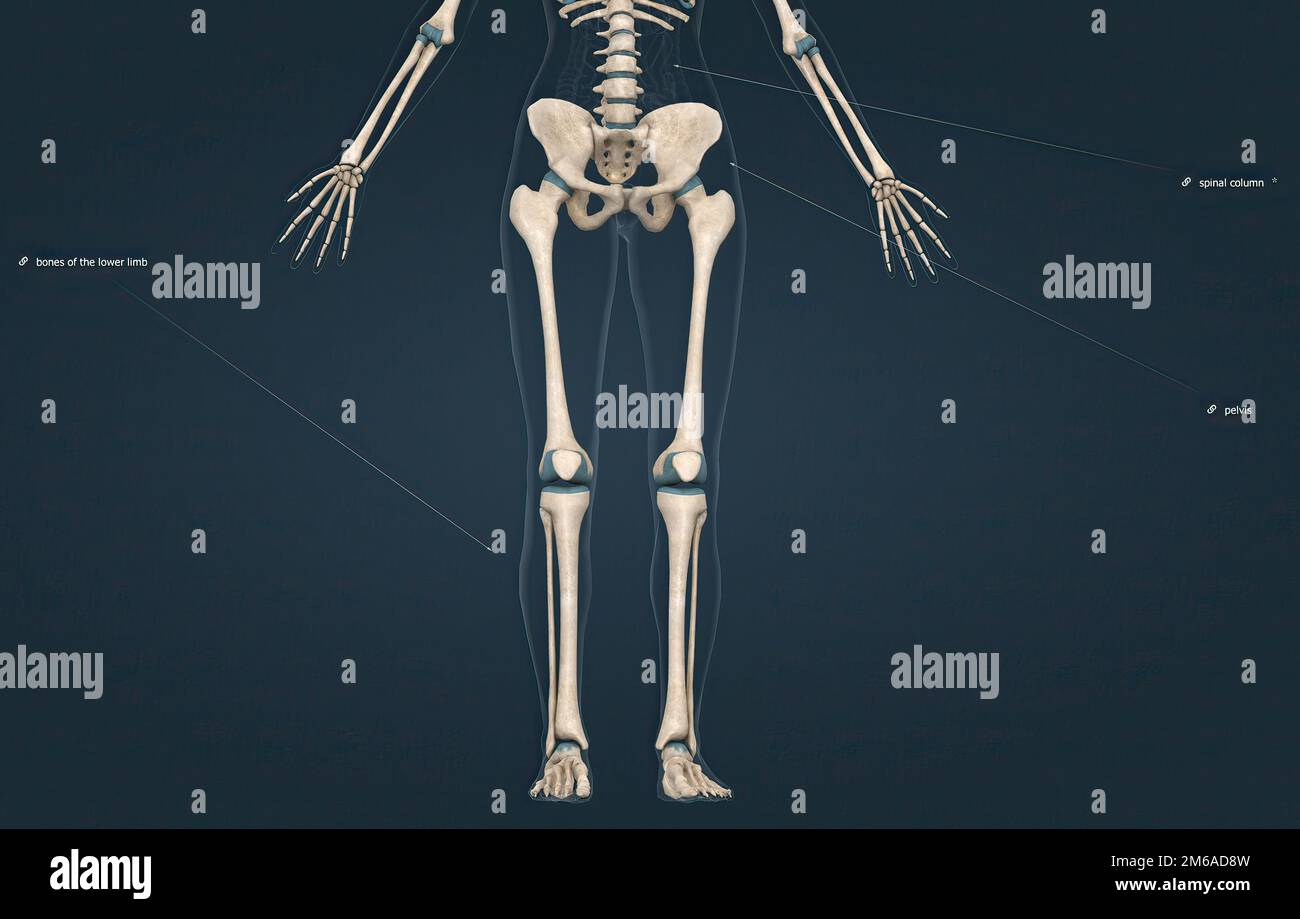 Cintura pelvica e arto inferiore, panoramica e anatomia della superficie 3D  Foto stock - Alamy