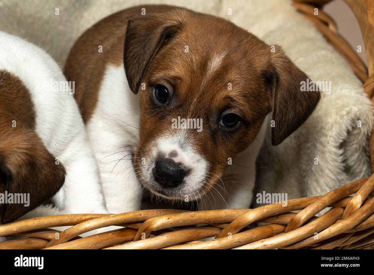 Vista frontale di un grazioso Jack Russell Terrier di 6 settimane seduto in un cesto Foto Stock
