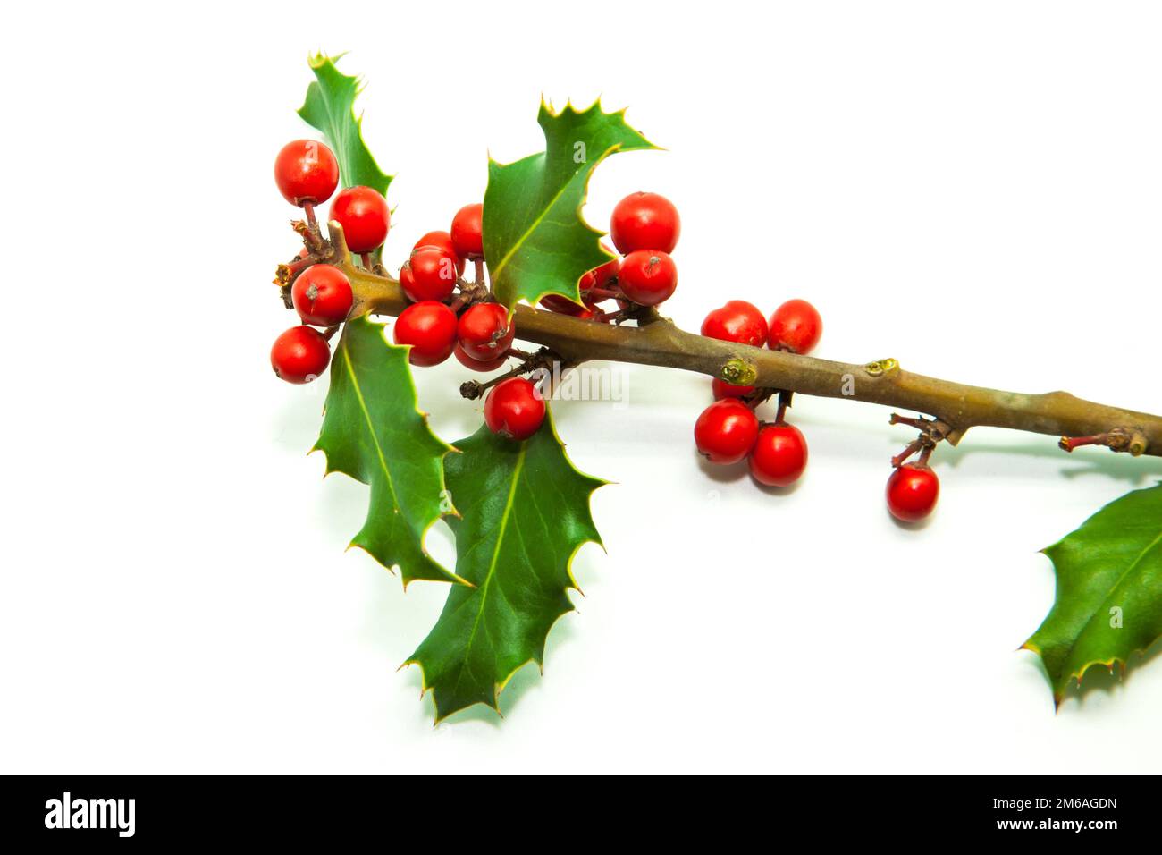 Holly Branch e Red Berries Foto Stock