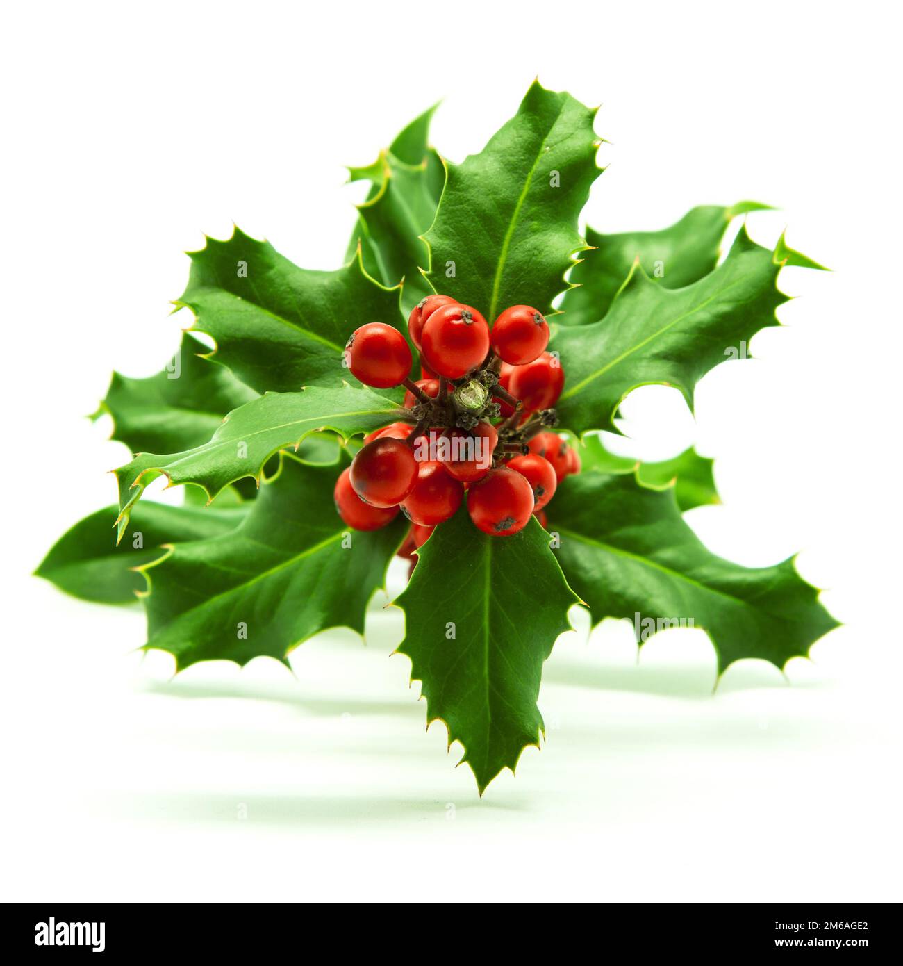 Holly Branch e Red Berries Foto Stock