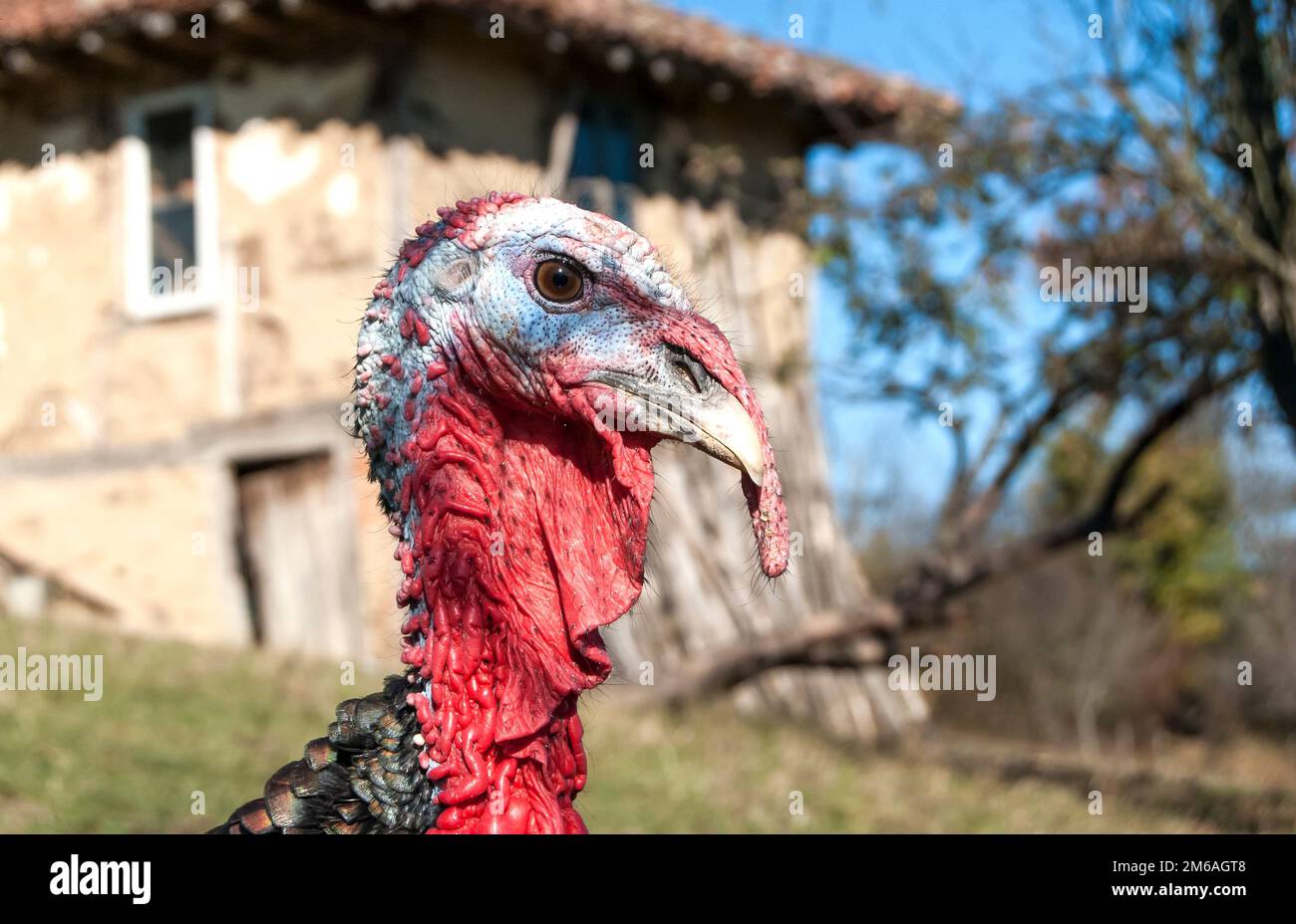 Free range interno testa la Turchia in montagna farmya Foto Stock
