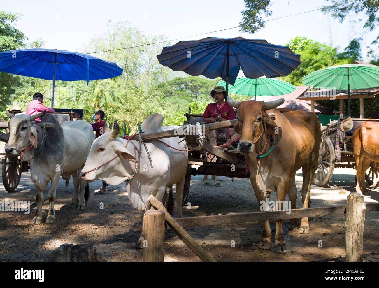 Mae Rim District, Chiang mai, Thailandia. 13 novembre 2022: Tradizionale Ox Cart tour in Mae SA Elephant Camp Thailandia settentrionale Foto Stock