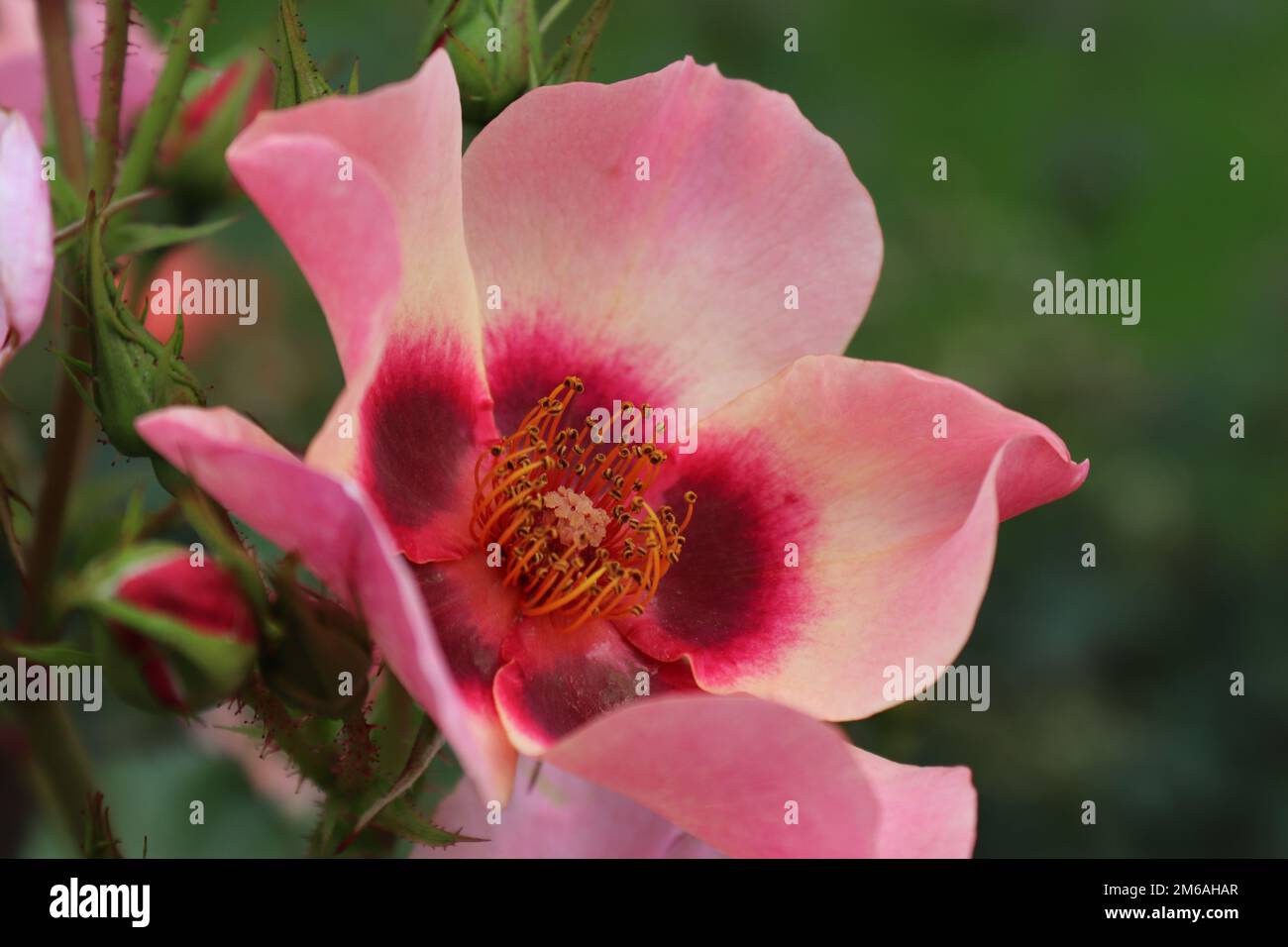 Rosa, solo per i tuoi occhi. Rosa Persica. Rosa/Peach Rose. Stormont Grounds.20th agosto 2019 2:48 pm Foto Stock