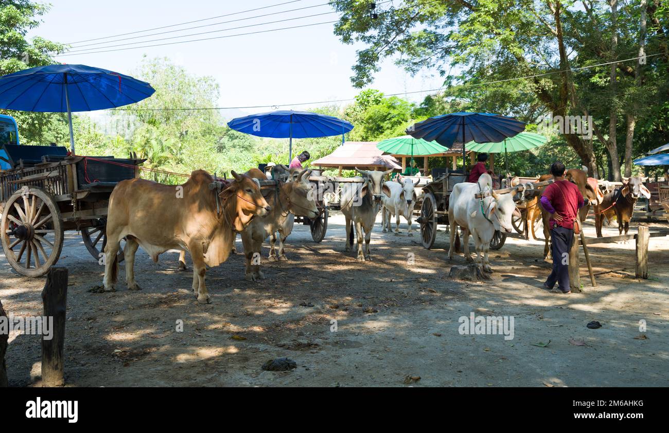 Mae Rim District, Chiang mai, Thailandia. 13 novembre 2022: Tradizionale Ox Cart tour in Mae SA Elephant Camp Thailandia settentrionale Foto Stock