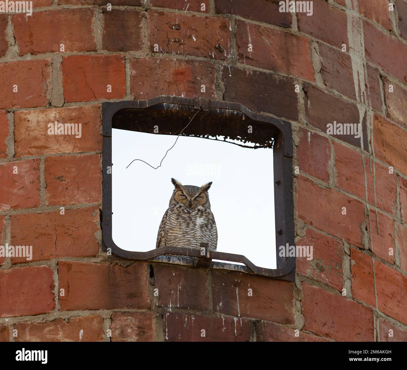 Il Grande Ornato gufo nappa in silo rosso. Foto Stock