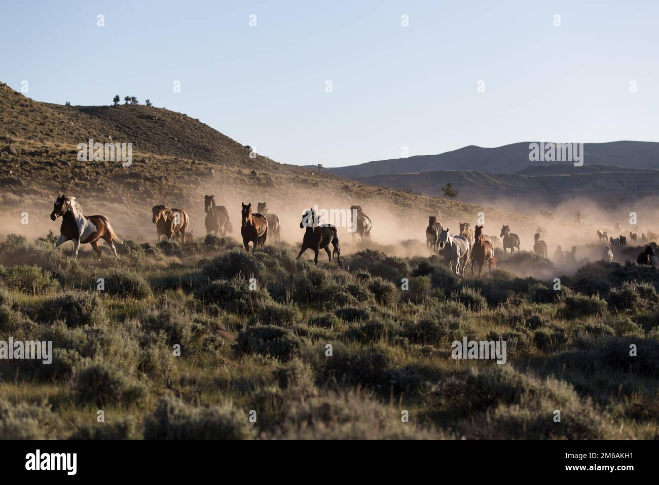 Cavalli che corrono a casa per ranch. Foto Stock
