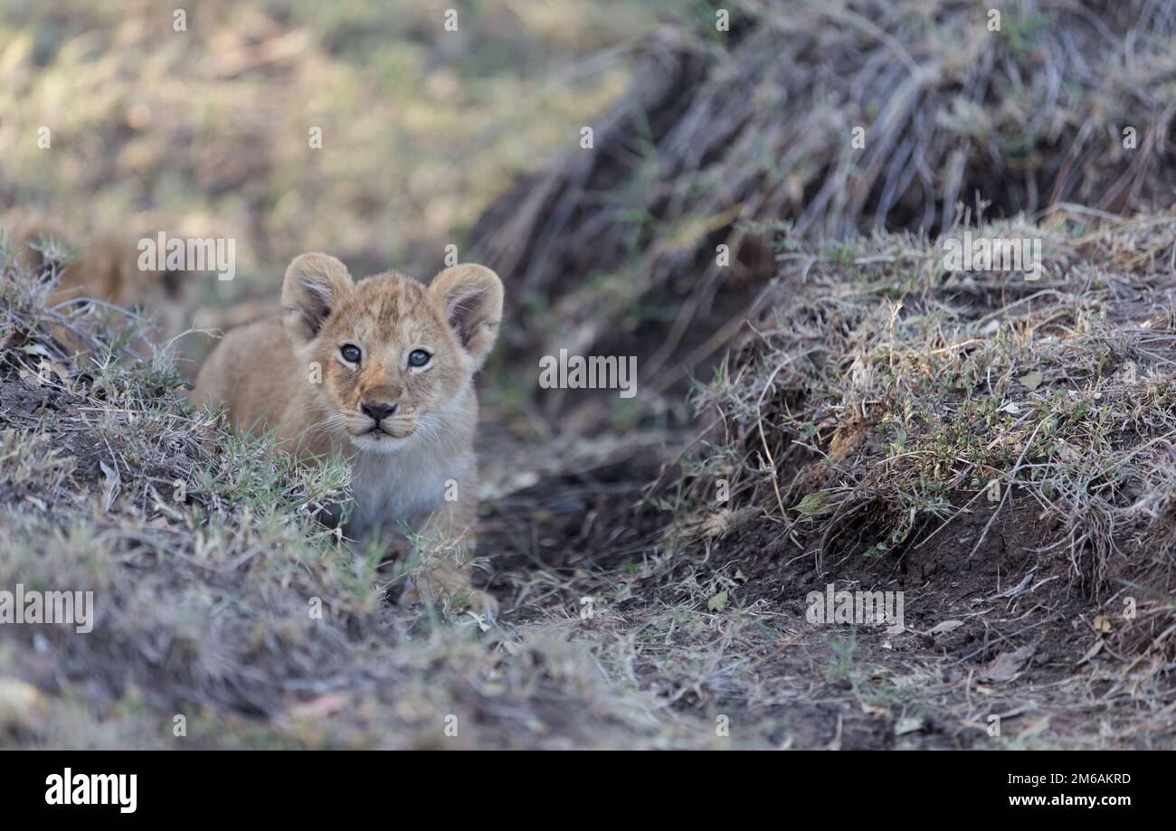 Il cucciolo di leone si insinua sul sentiero. Foto Stock