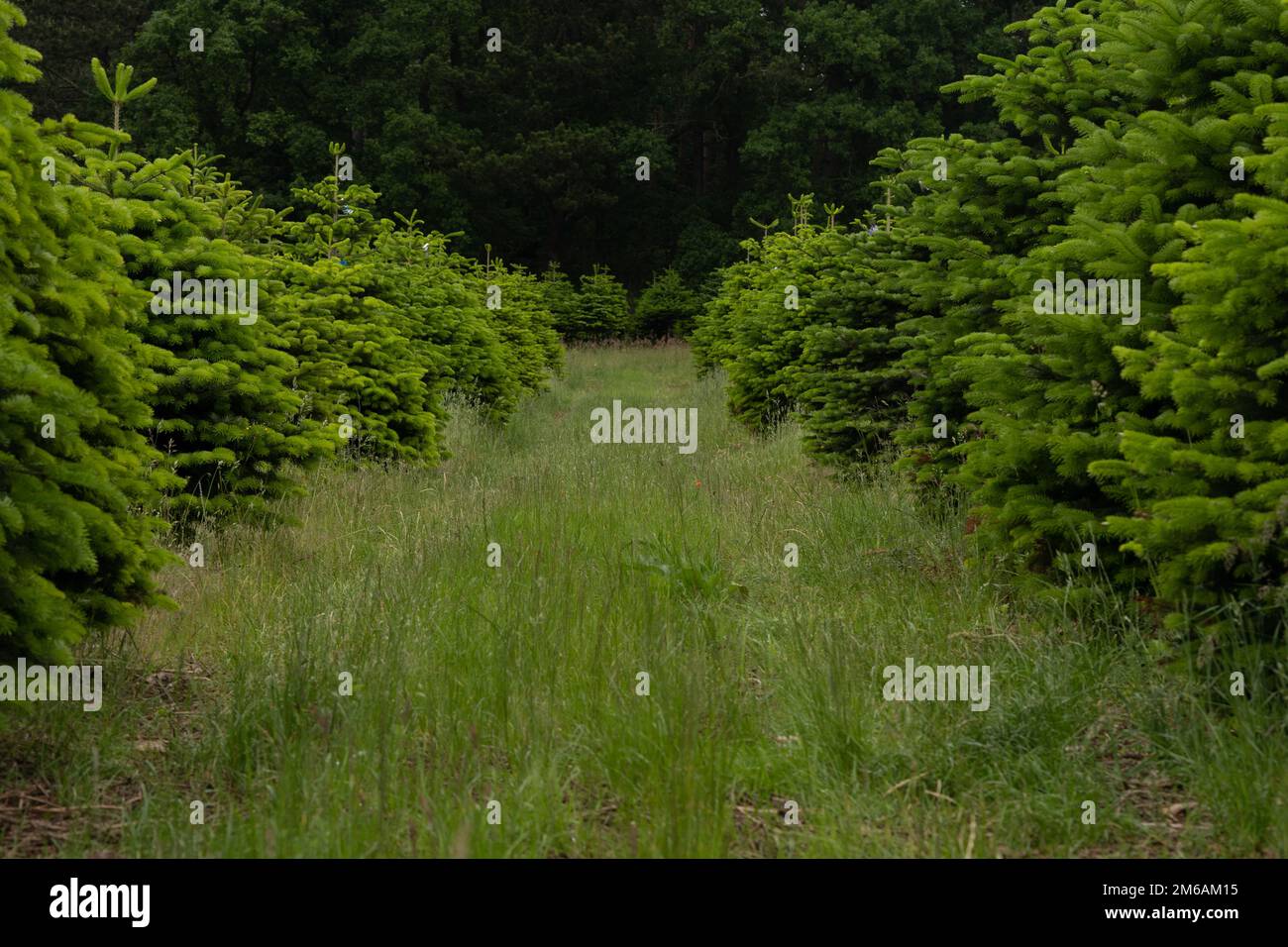 alberi di natale in una fattoria all'aperto. Produzione di alberi in vendita. Foto Stock