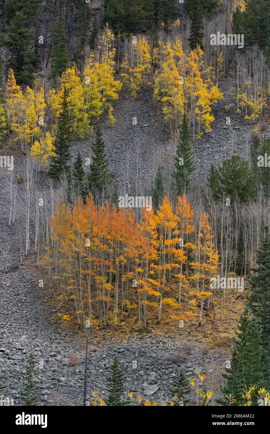 Un piccolo boschetto di aspens dai colori vivaci sulla montagna. Foto Stock