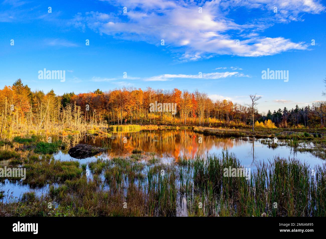 Autunno nel New England, Vermont, Stati Uniti Foto Stock
