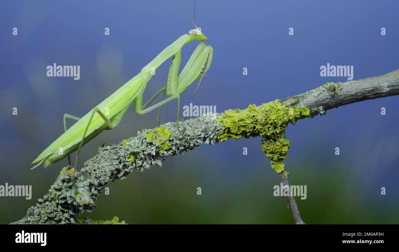 Primo piano di verdi passeggiate in preghiera lungo il ramo d'albero su erba verde e sfondo cielo blu. Mantis europeo (Mantis religiosa) Foto Stock