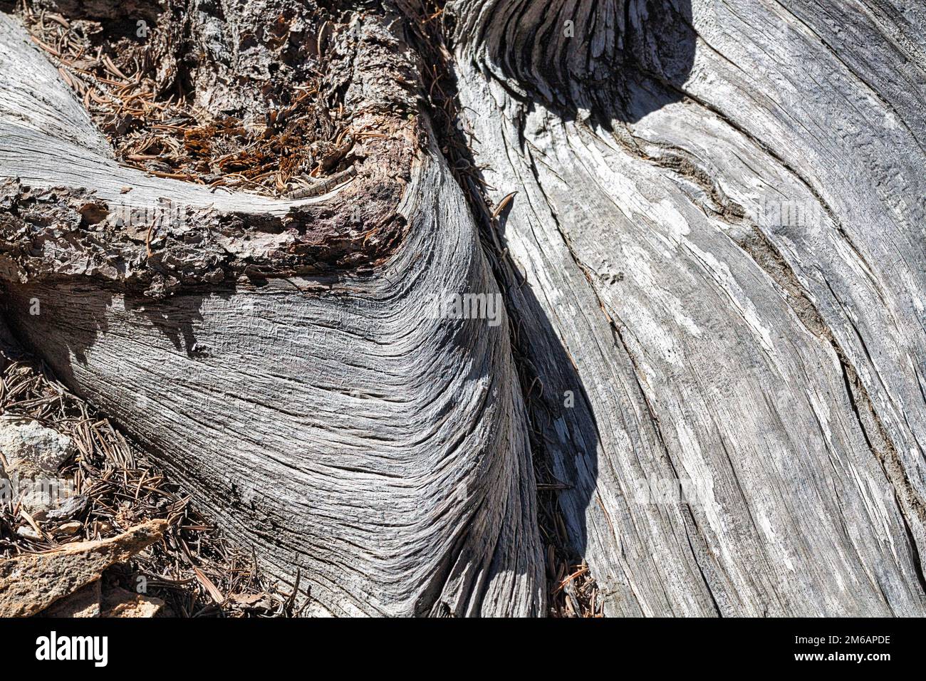 Corteccia di albero grigio-argento con strutture, grande bacino di pino setlecone (Pinus longaeva), antica riserva di pino bristlecone, bianco Foto Stock