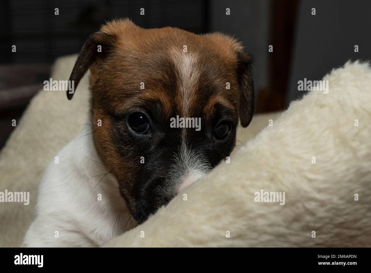 Ritratto di un cucciolo di Jack Russell che sbirciava da dietro una soffice coperta Foto Stock