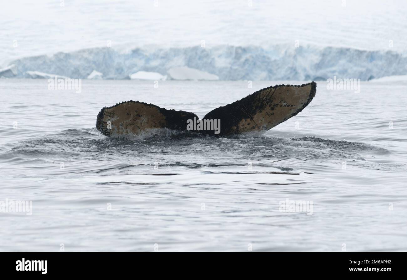 Coda di megattere dived-1. Foto Stock