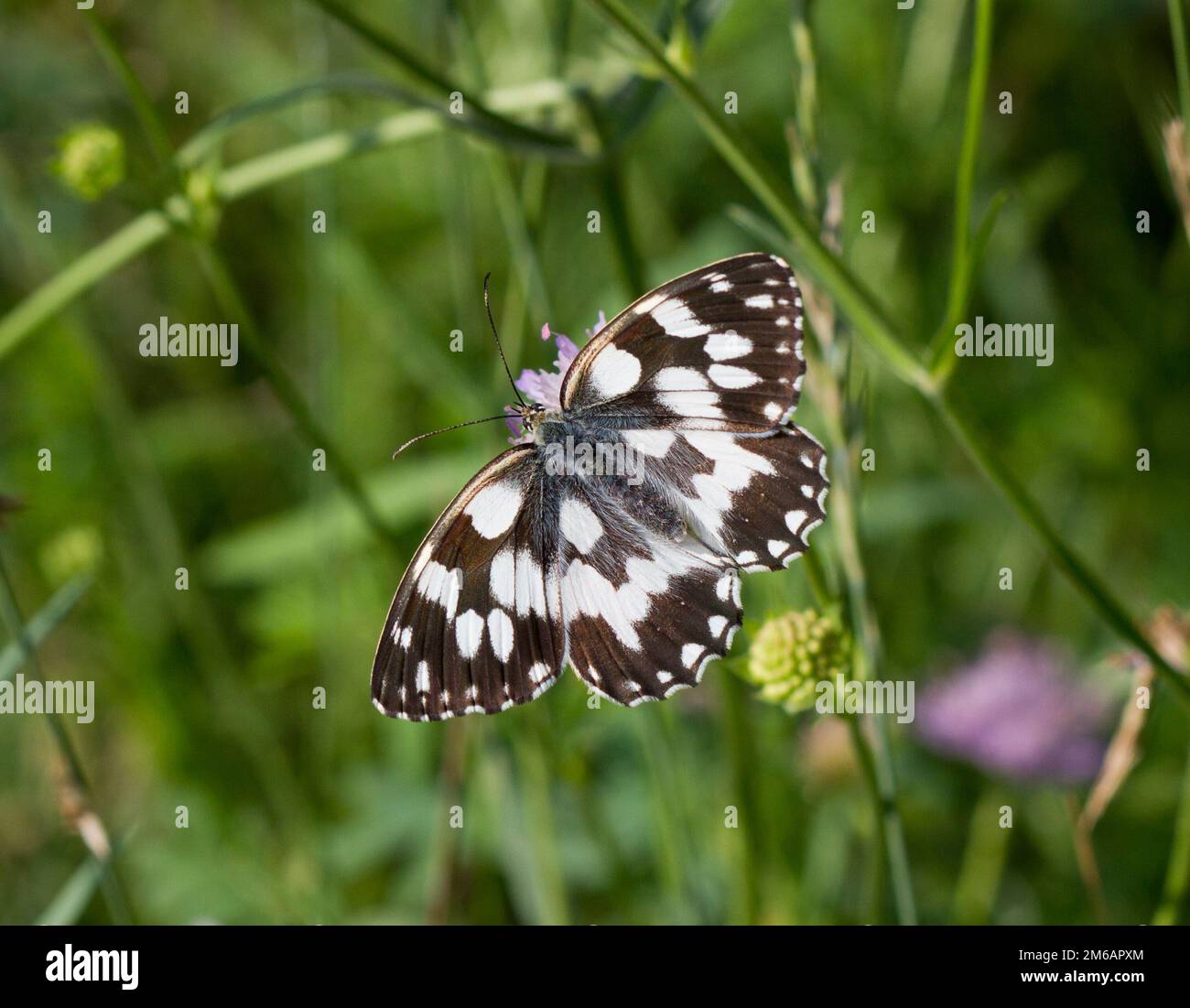 Farfalla su un prato verde estivo. Foto Stock