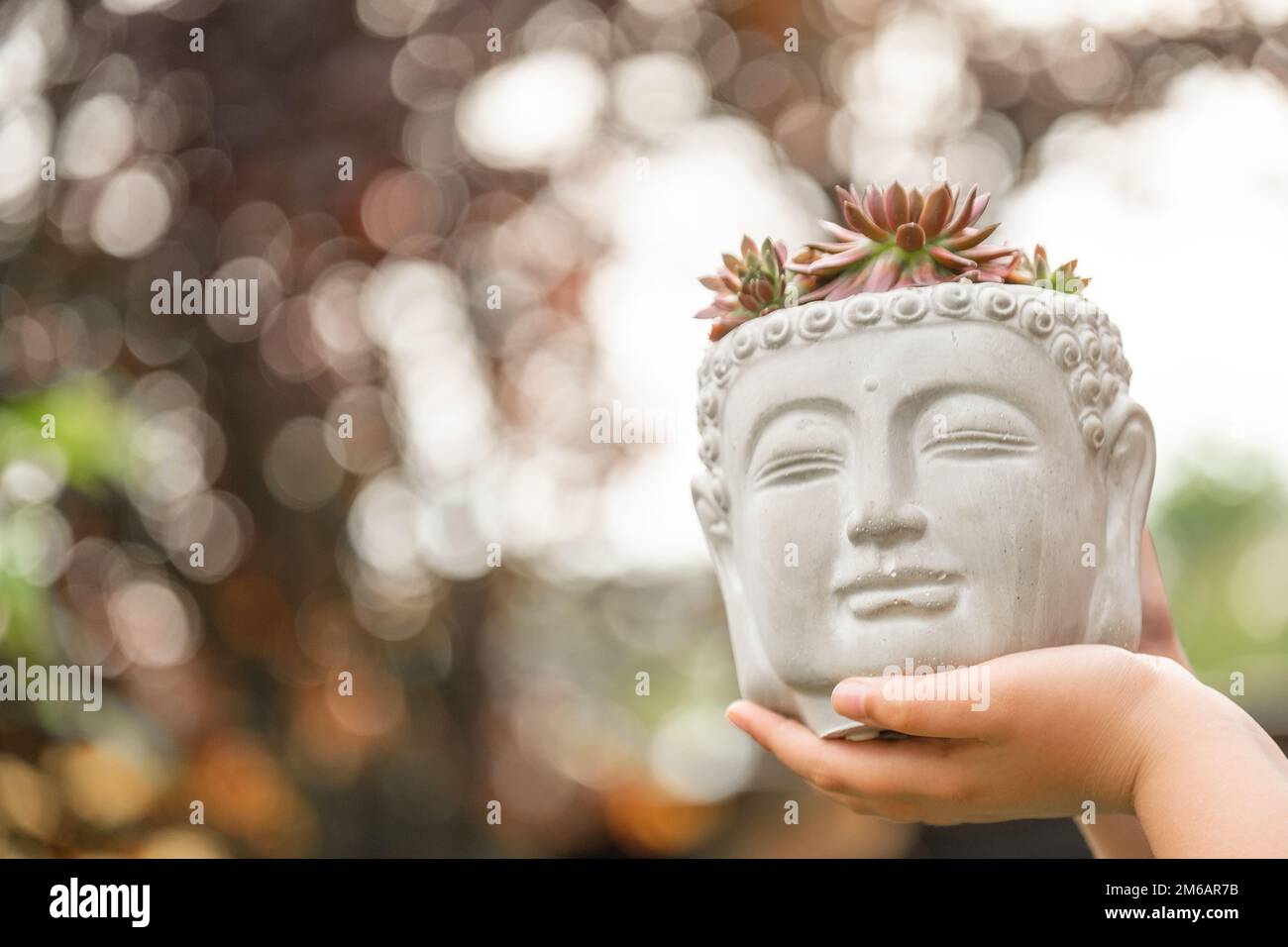 Sempervivum sedum.Stone rose set in un giardino di cemento pot.Stone. Foto Stock