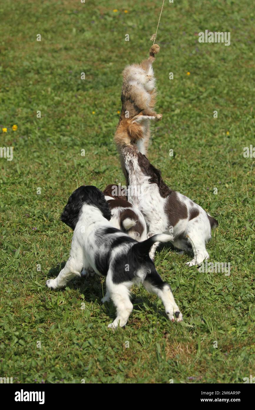 Cane da caccia, inglese Springer Spaniel, cuccioli di 7 settimane che giocano con una pelle di lepre abbronzata, Allgaeu, Baviera, Germania Foto Stock