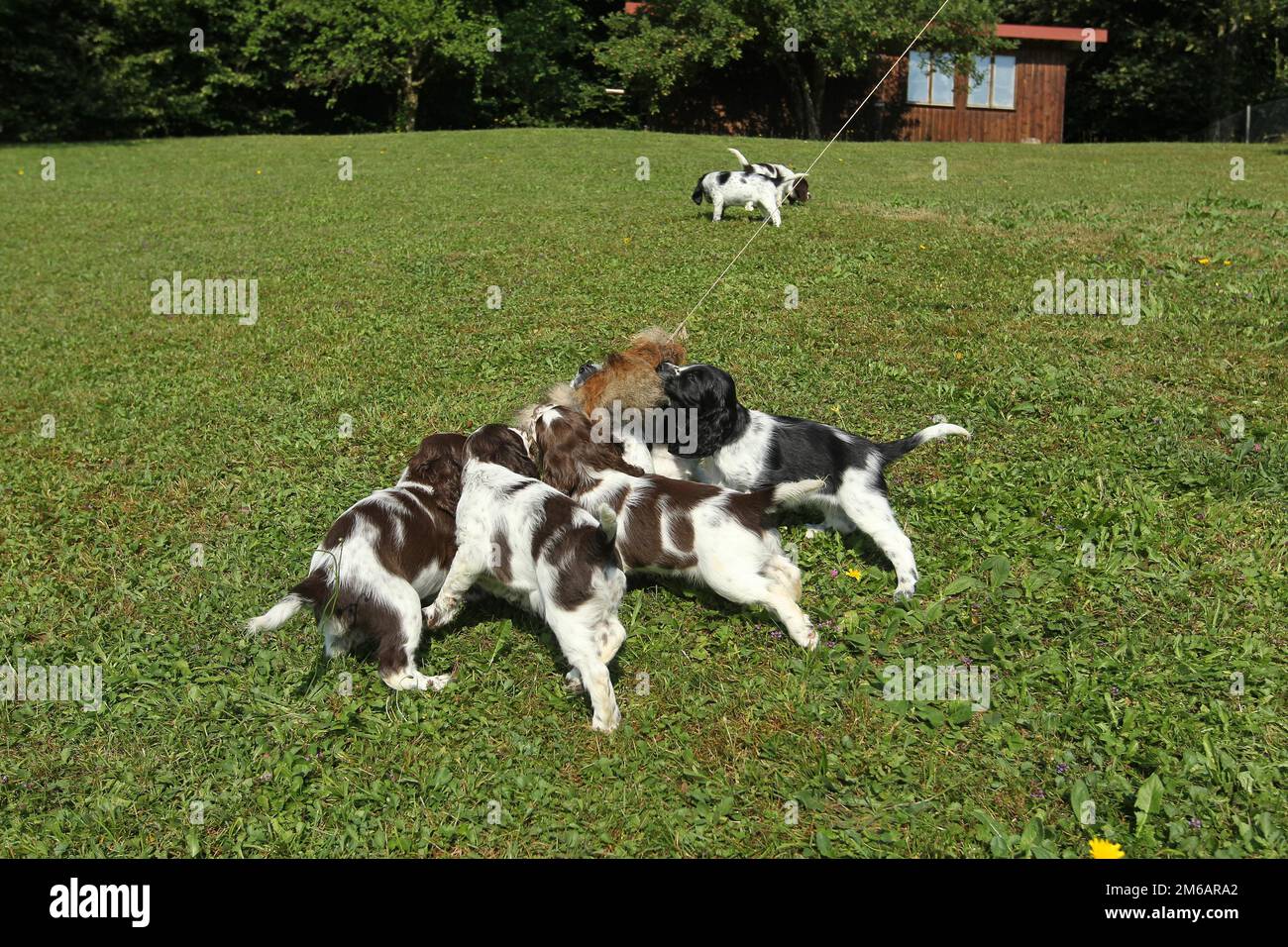 Cane da caccia, inglese Springer Spaniel, cuccioli di 7 settimane che giocano con una pelle di lepre abbronzata, Allgaeu, Baviera, Germania Foto Stock