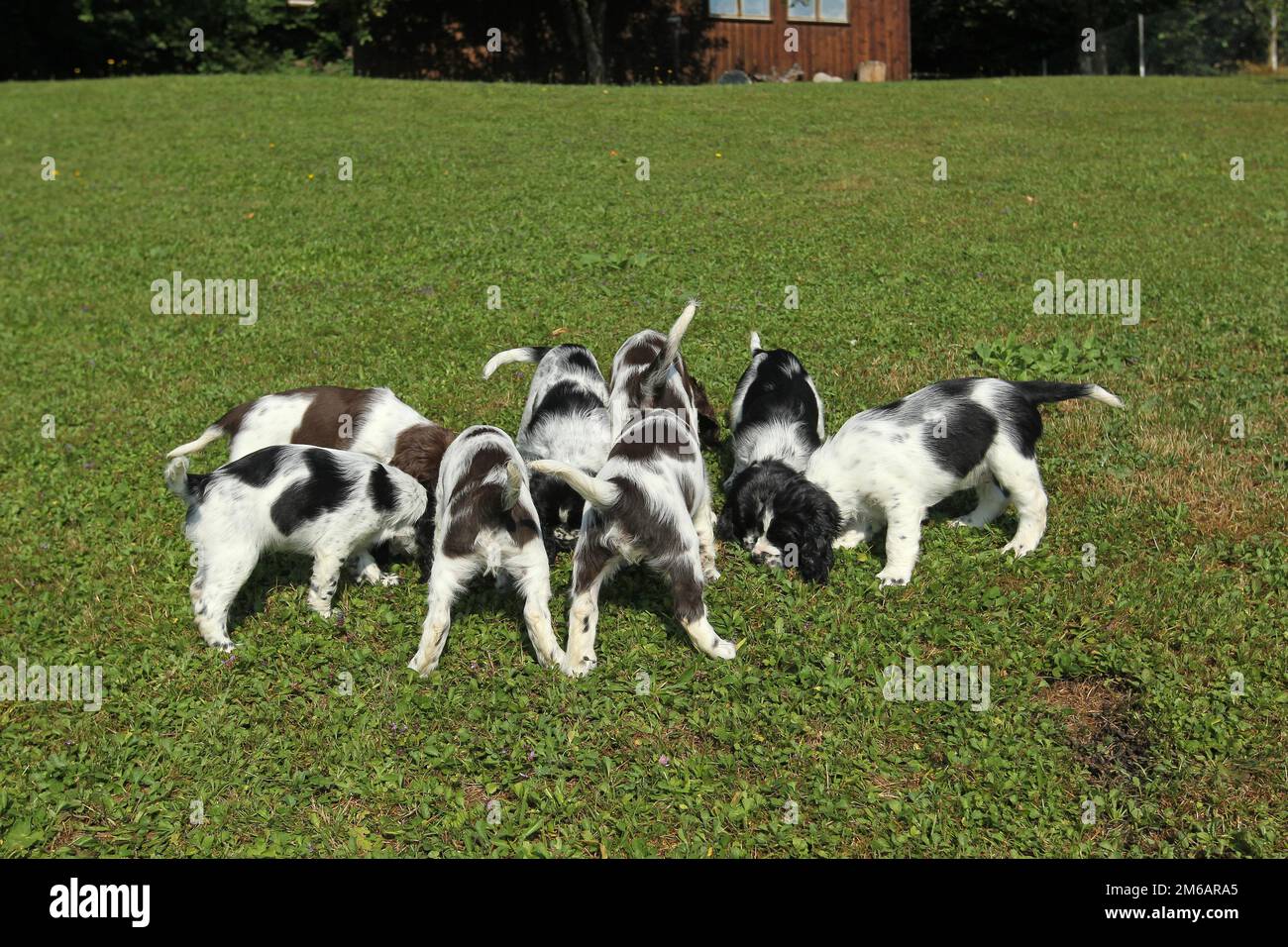 Cane da caccia, inglese Springer Spaniel, cuccioli di 7 settimane, Allgaeu, Baviera, Germania Foto Stock