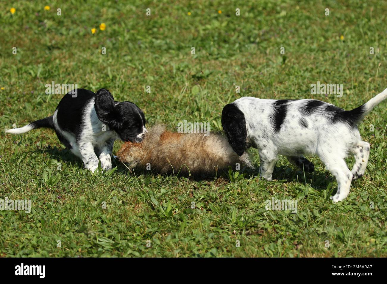 Cane da caccia, inglese Springer Spaniel, cuccioli di 7 settimane che giocano con una pelle di lepre abbronzata, Allgaeu, Baviera, Germania Foto Stock