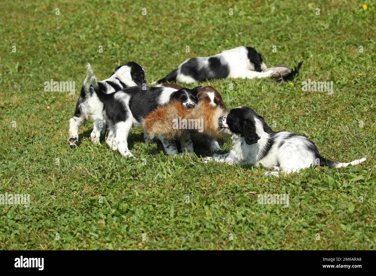 Cane da caccia, inglese Springer Spaniel, cuccioli di 7 settimane che giocano con una pelle di lepre abbronzata, Allgaeu, Baviera, Germania Foto Stock