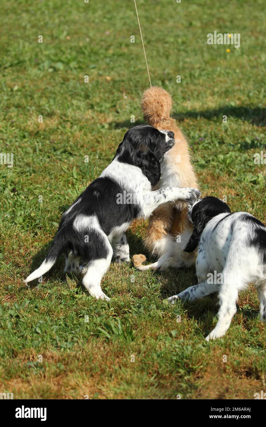 Cane da caccia, inglese Springer Spaniel, cuccioli di 7 settimane che giocano con una pelle di lepre abbronzata, Allgaeu, Baviera, Germania Foto Stock