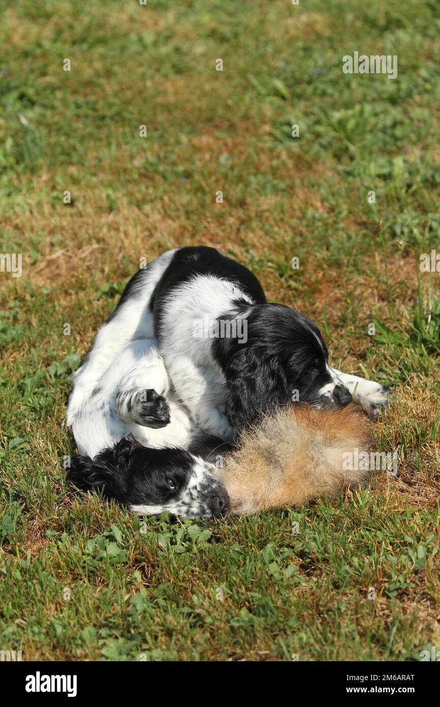Cane da caccia, inglese Springer Spaniel, cuccioli di 7 settimane che giocano con una pelle di lepre abbronzata, Allgaeu, Baviera, Germania Foto Stock