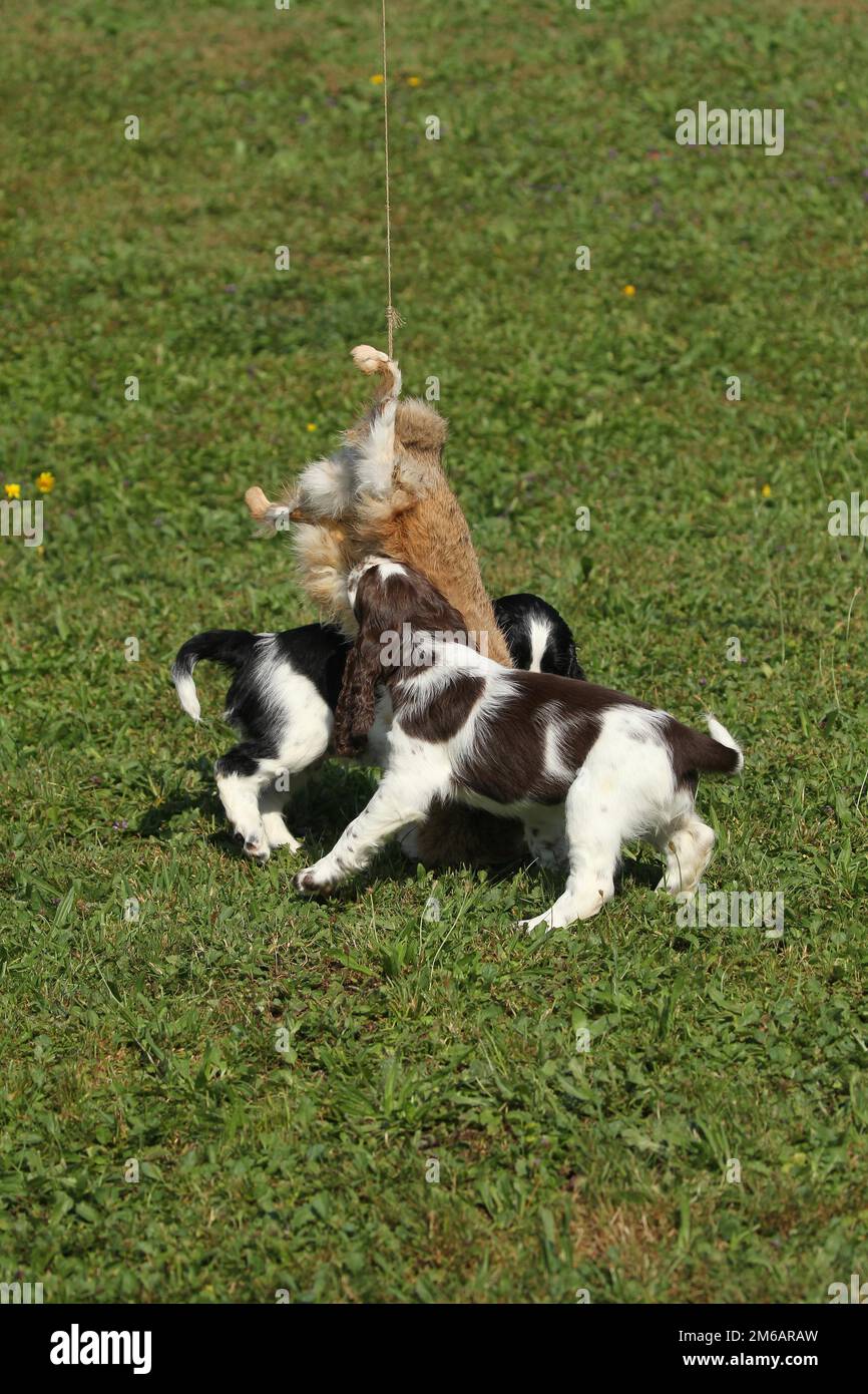 Cane da caccia, inglese Springer Spaniel, cuccioli di 7 settimane che giocano con una pelle di lepre abbronzata, Allgaeu, Baviera, Germania Foto Stock