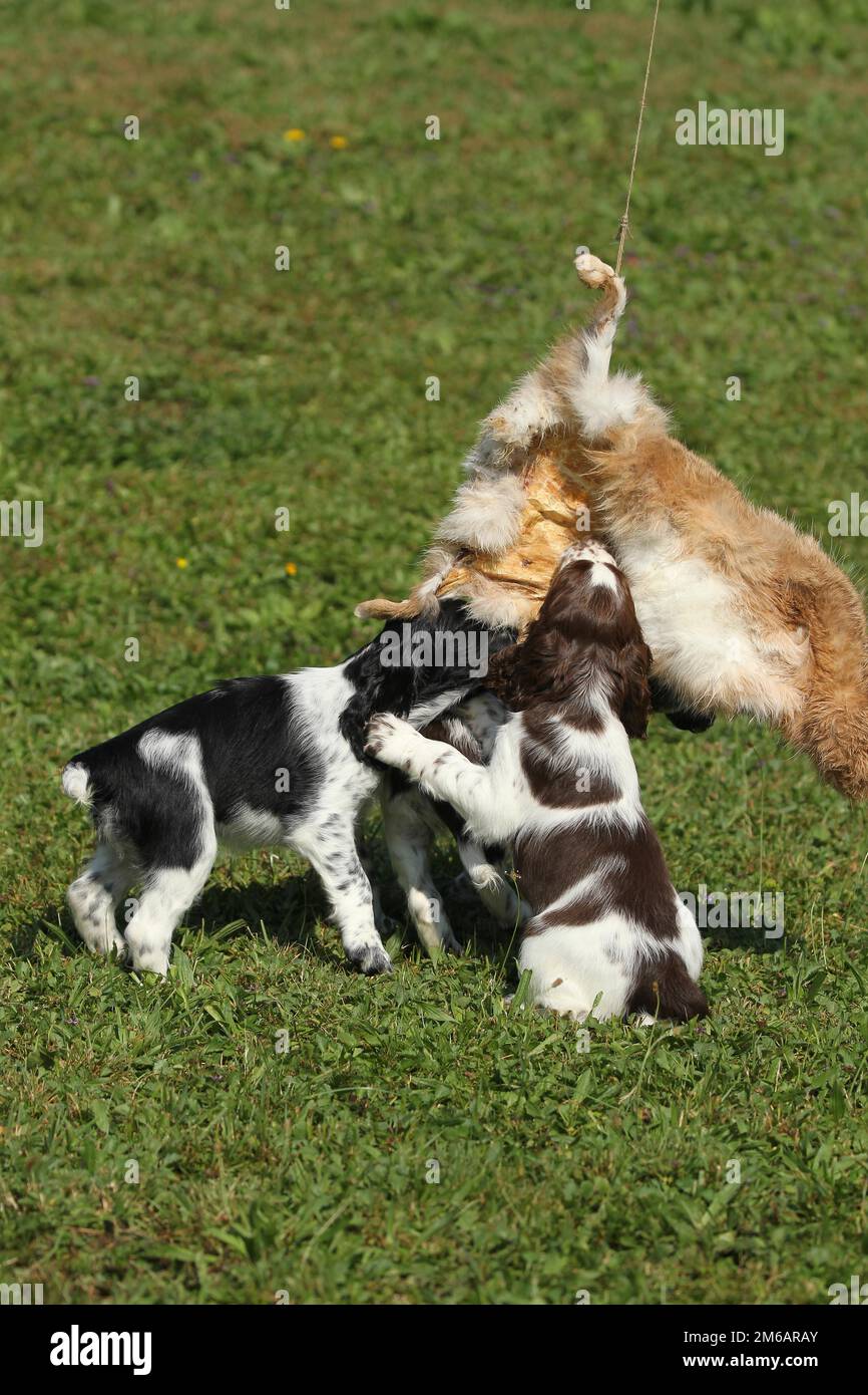 Cane da caccia, inglese Springer Spaniel, cuccioli di 7 settimane che giocano con una pelle di lepre abbronzata, Allgaeu, Baviera, Germania Foto Stock