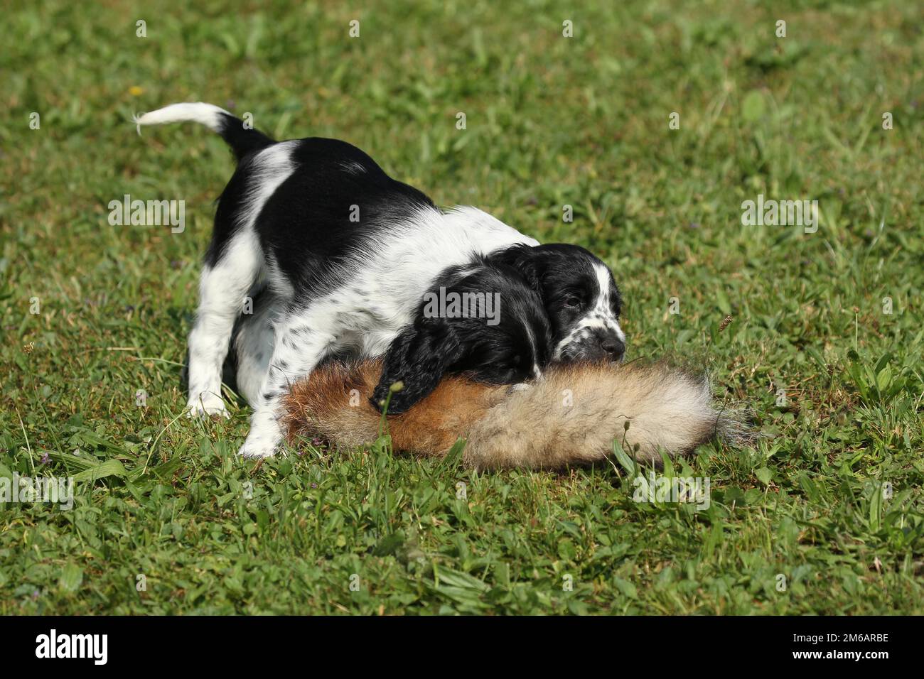 Cane da caccia, inglese Springer Spaniel, cuccioli di 7 settimane che giocano con una pelle di lepre abbronzata, Allgaeu, Baviera, Germania Foto Stock