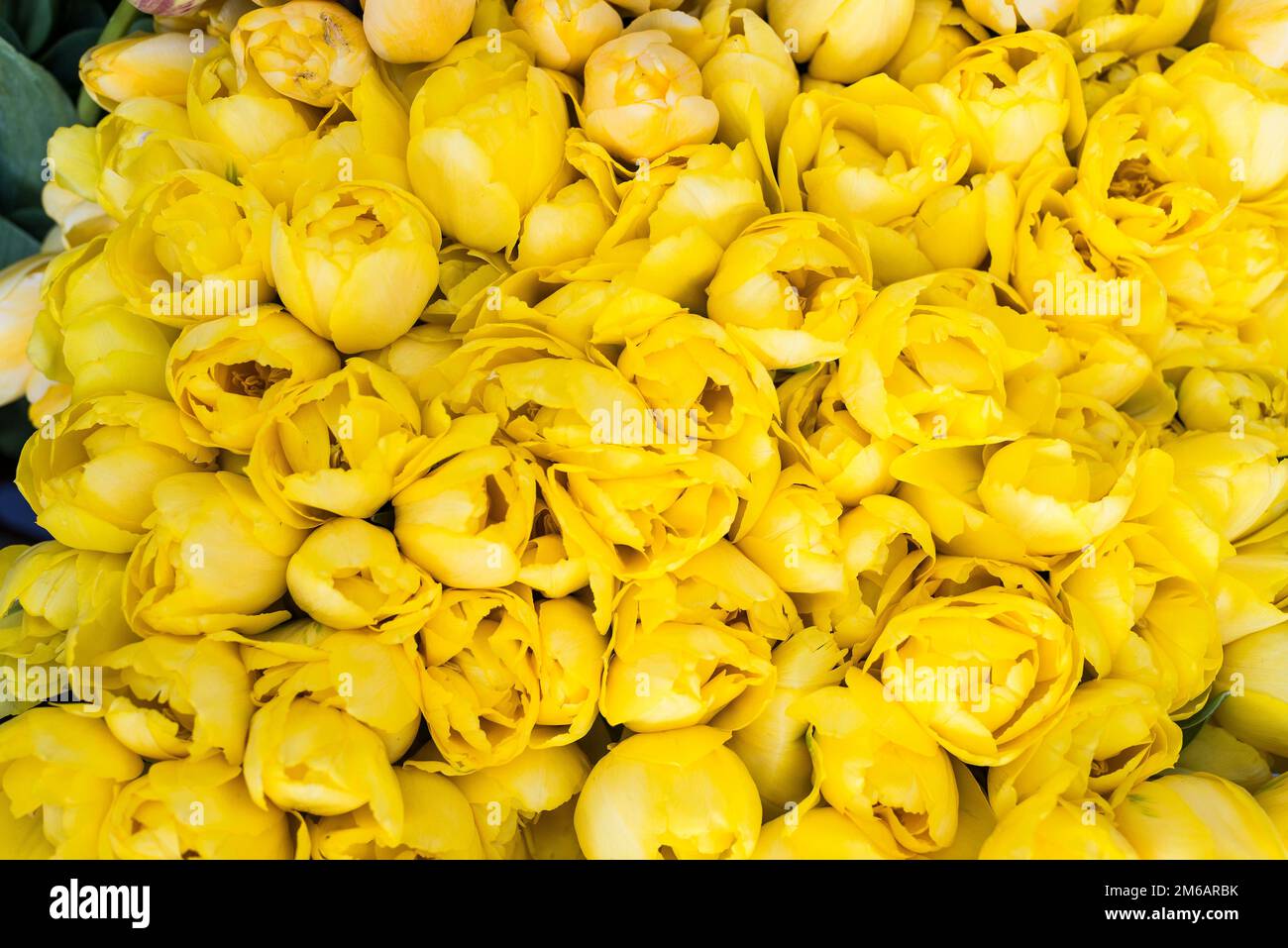 Bouquet con tulipani gialli Foto Stock