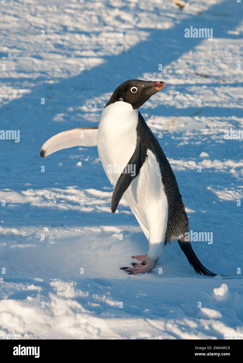 Delie Penguin sulla spiaggia innevata che scalda una giornata di sole. Foto Stock