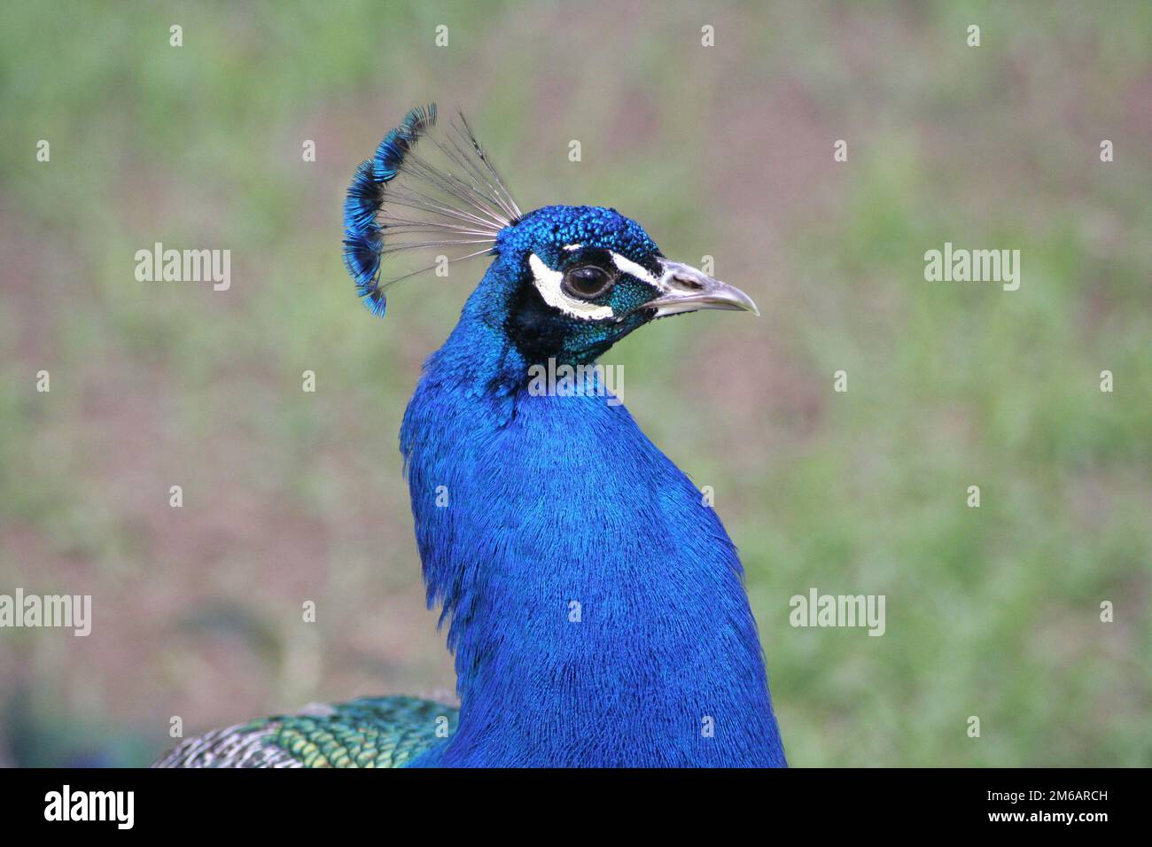 Ritratto di un pavone maschile sovrastato pomeriggio. Foto Stock Ritratto di un pavone maschile sovrastato pomeriggio. Foto Stock