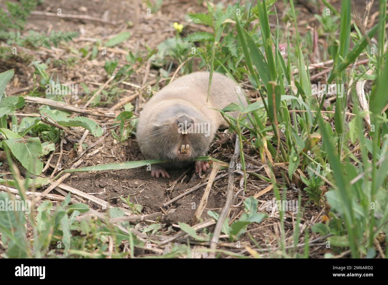 Mole ratto che striscio sul terreno in un giorno. Foto Stock