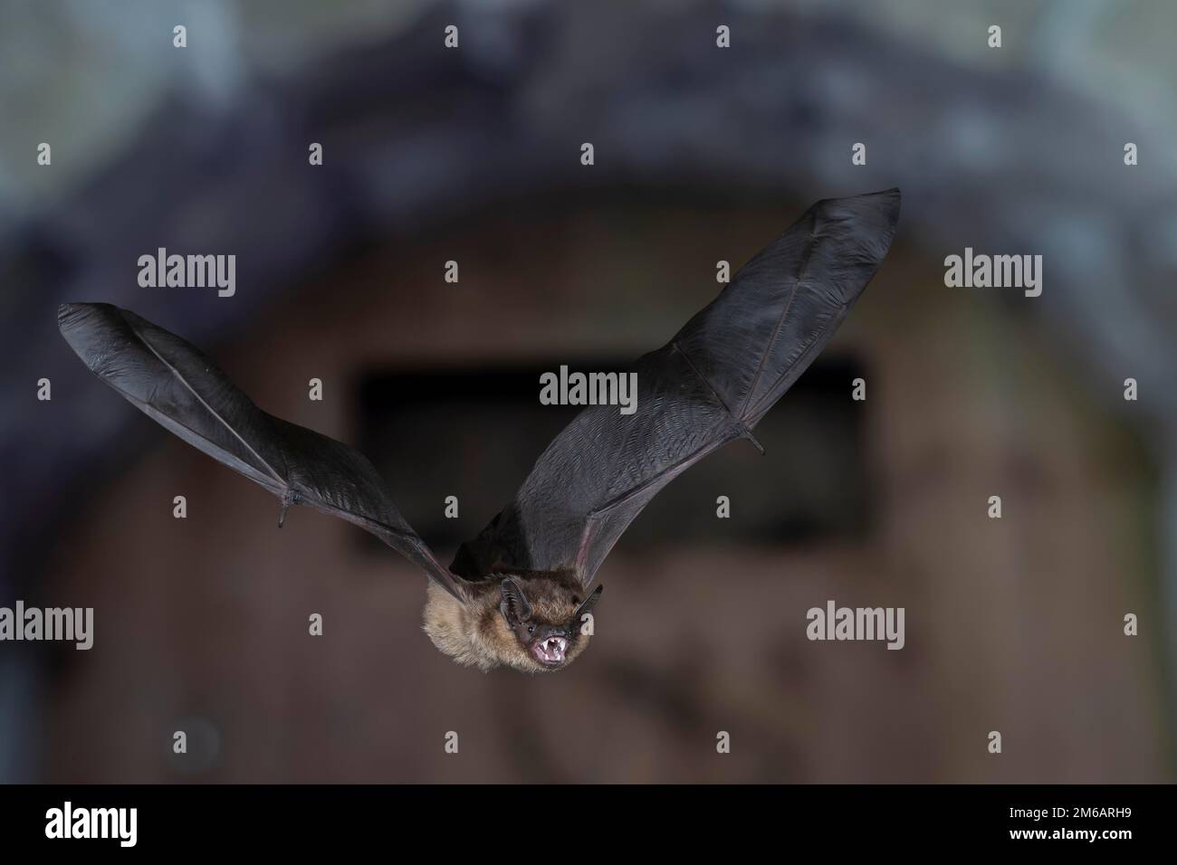 Serotine bat (Eptesicus serotinus), in volo da roost estivo, Renania settentrionale-Vestfalia, Germania Foto Stock