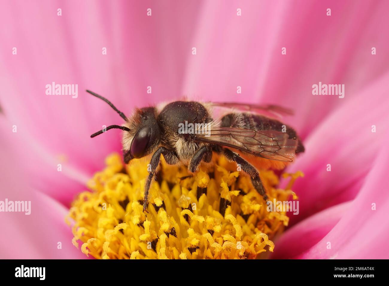 Primo piano su un'ape femminile patchwork, Megachile centuncularis, seduta in un fiore rosa Cosmos nel giardino Foto Stock