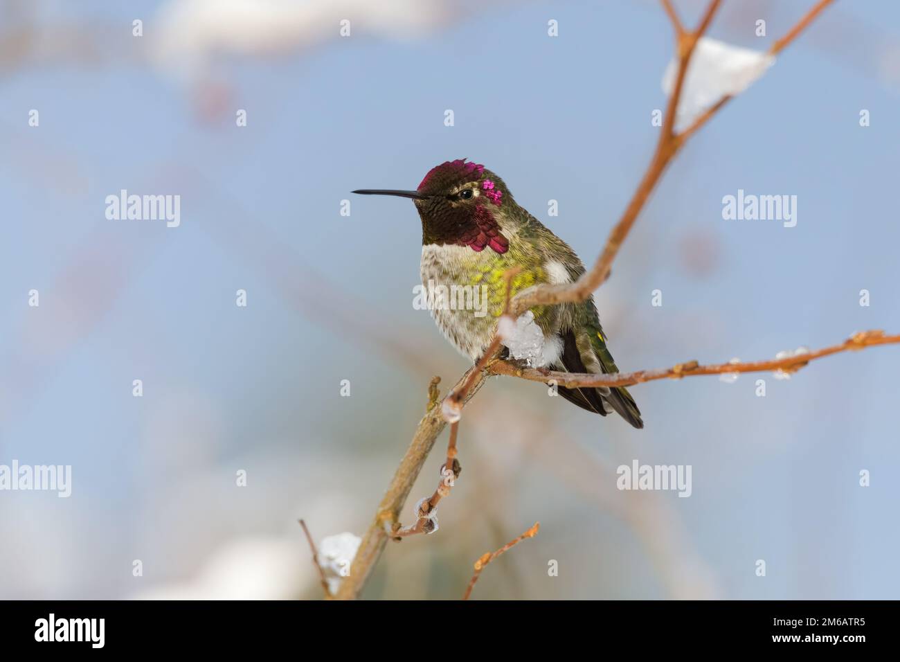 Annas Hummingbird con colori magenta che svernano nella King County Washington con ghiaccio sul ramo e cielo blu Foto Stock