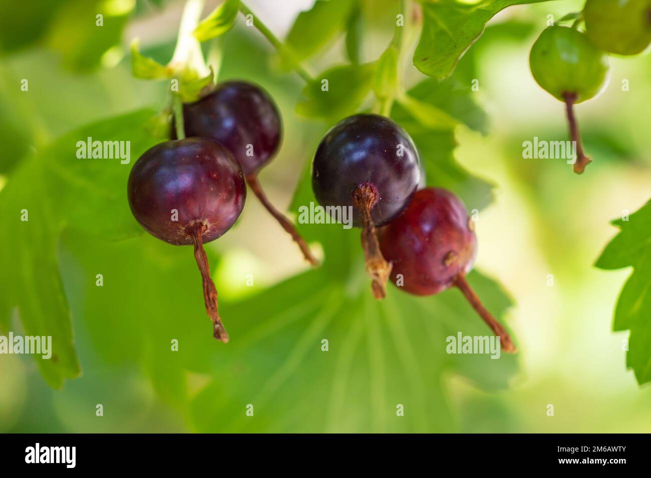 Bacche Josta di un ibrido di ribes nero e uva spina sui rami di un cespuglio al mattino presto Foto Stock