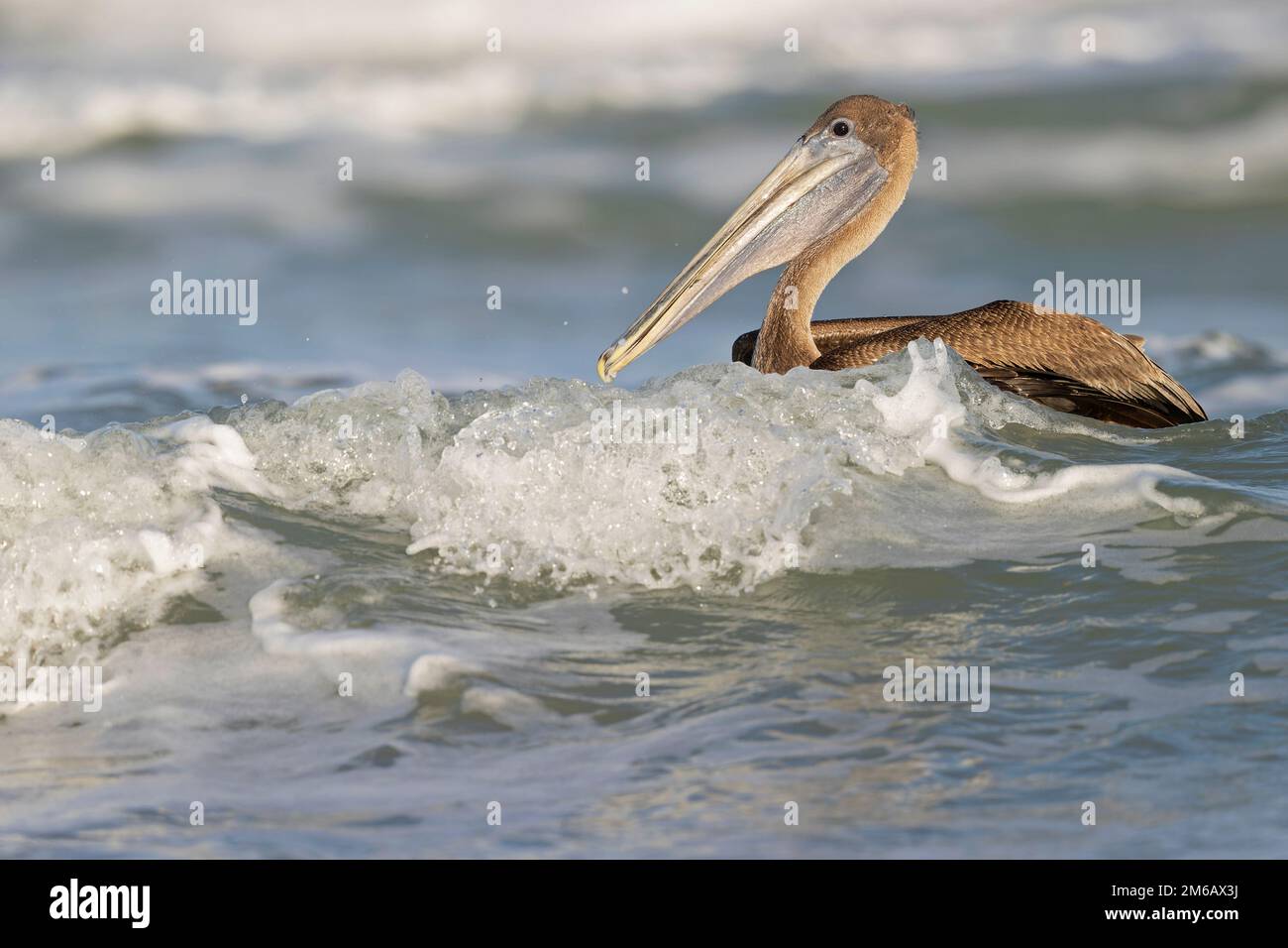 Pellicano bruno (Pelecanus occidentalis) nuoto in mare con onde che si infrangono. Foto Stock