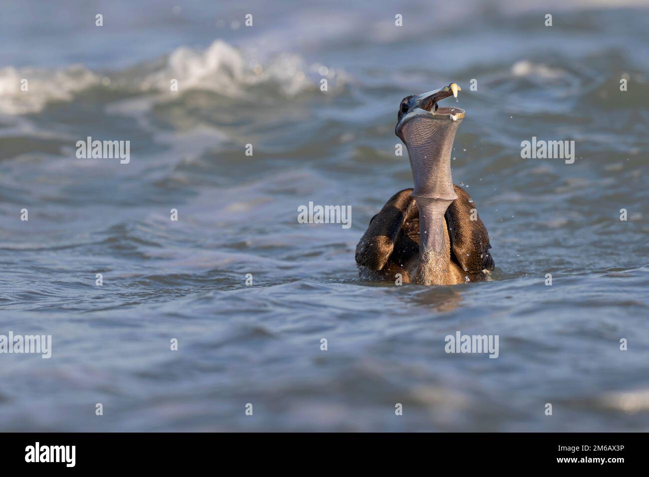 Pellicano bruno (Pelecanus occidentalis) nuoto in mare con onde che si infrangono. Foto Stock