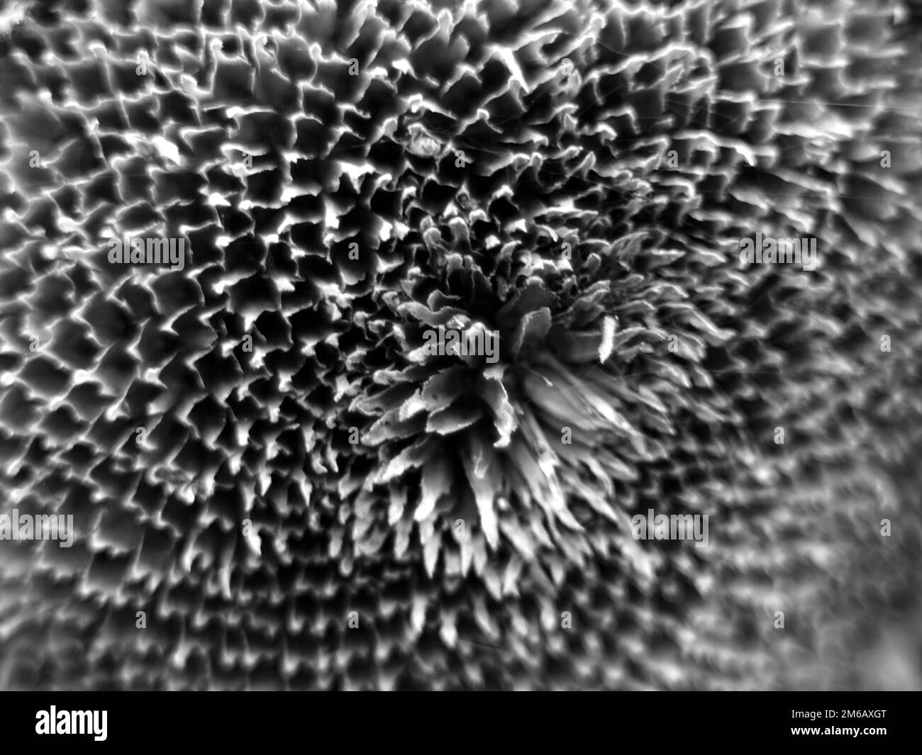 Sunfoower, BW Foto Stock