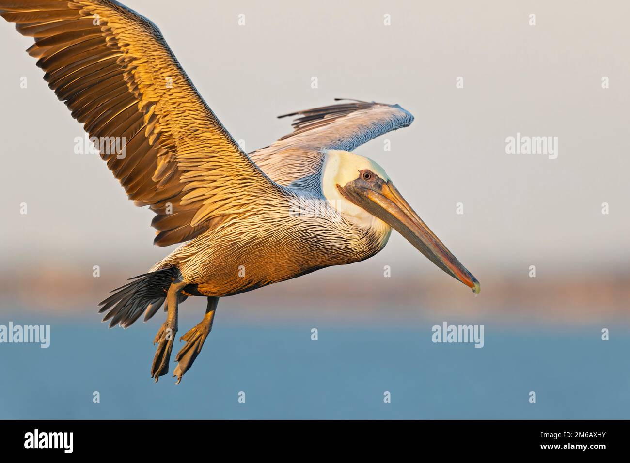 Pellicano marrone (Pelecanus occidentalis) in volo Foto Stock