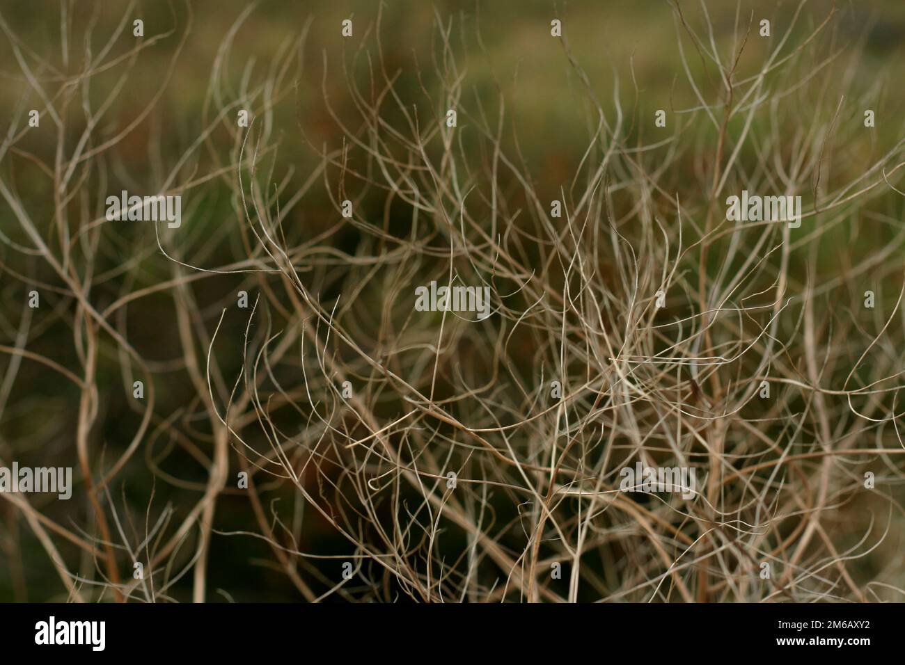 Piante essiccate Foto Stock