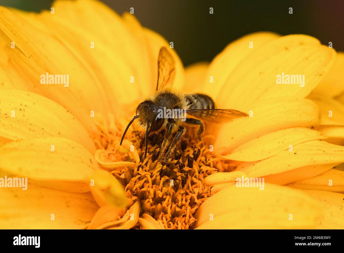 Primo piano naturale su un'ape maschio patchwork, Megachile centuncularis, su un fiore giallo nel giardino, Foto Stock