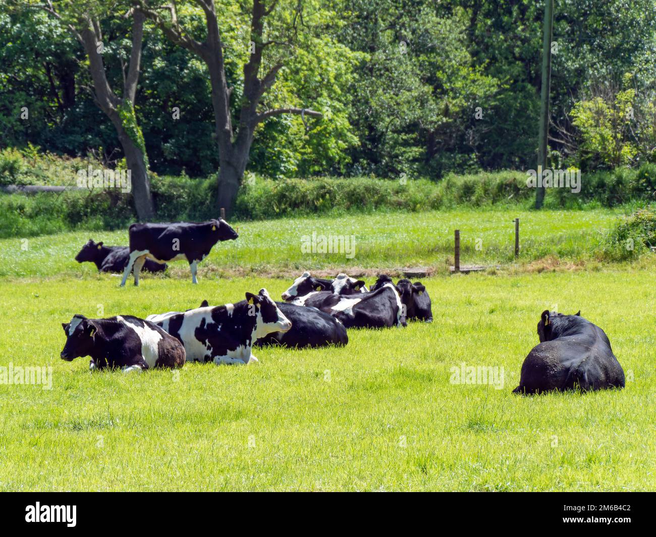 Diverse mucche e un toro nero giacciono su un prato verde in una giornata di primavera soleggiata. Bestiame bovino su pascolo libero. Fattoria ecologica, paesaggio. Lyi bianco e nero della mucca Foto Stock